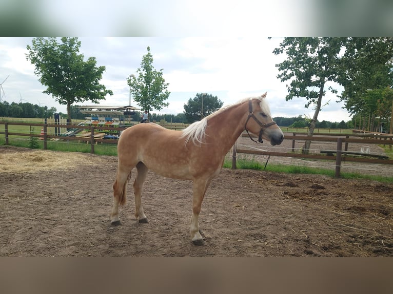 Haflinger Mare 7 years 14,2 hh Chestnut-Red in Lübbenau / Spreewald