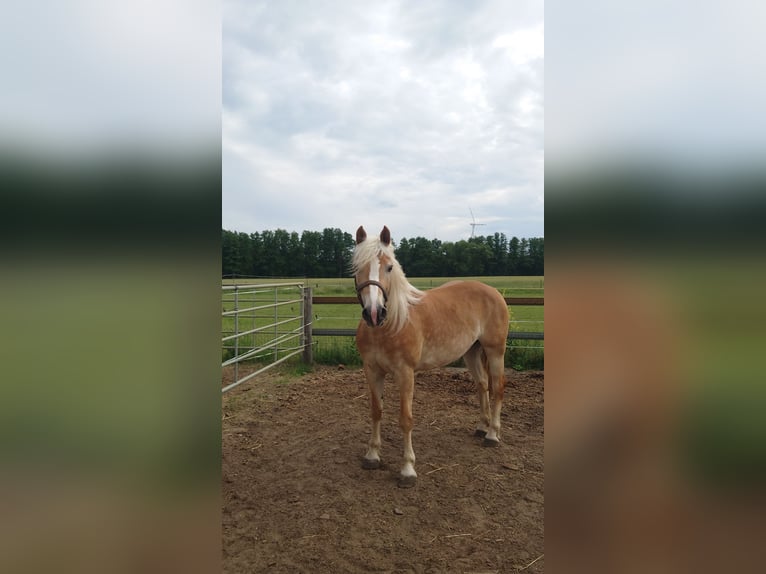 Haflinger Mare 7 years 14,2 hh Chestnut-Red in Lübbenau / Spreewald