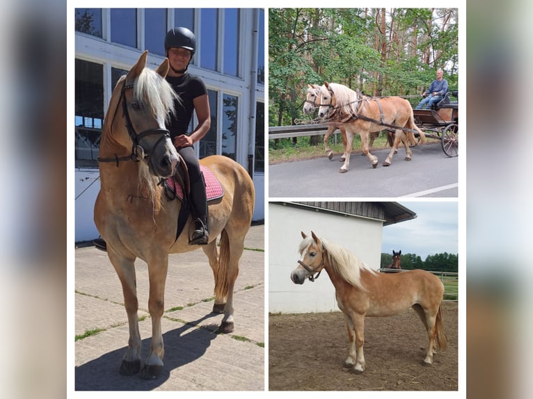 Haflinger Mare 7 years 14,2 hh Chestnut-Red in Lübbenau / Spreewald