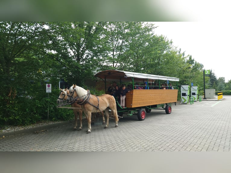 Haflinger Mare 7 years 14,2 hh Chestnut-Red in Lübbenau / Spreewald