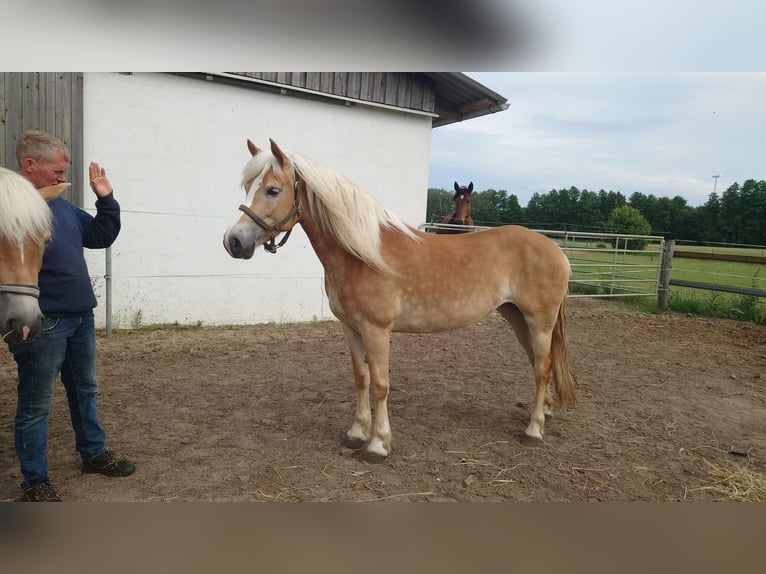 Haflinger Mare 7 years 14,2 hh Chestnut-Red in Lübbenau / Spreewald