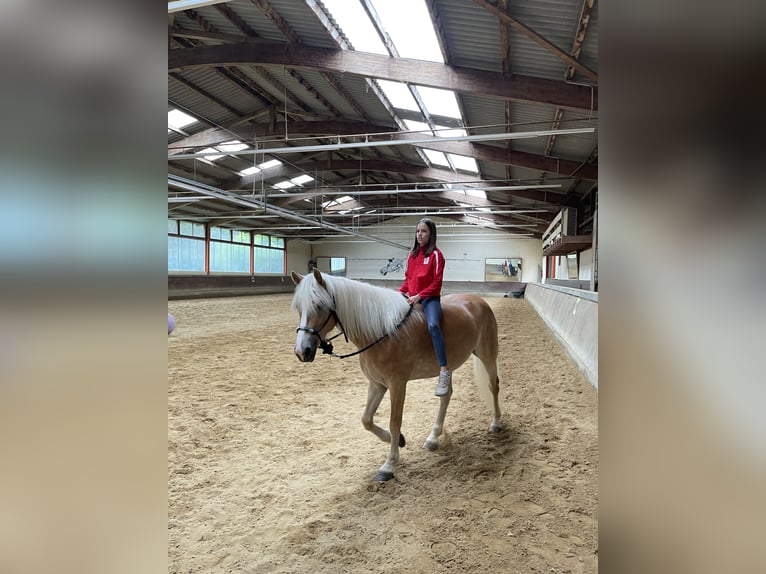 Haflinger Mare 7 years 14,2 hh Chestnut-Red in Höchst