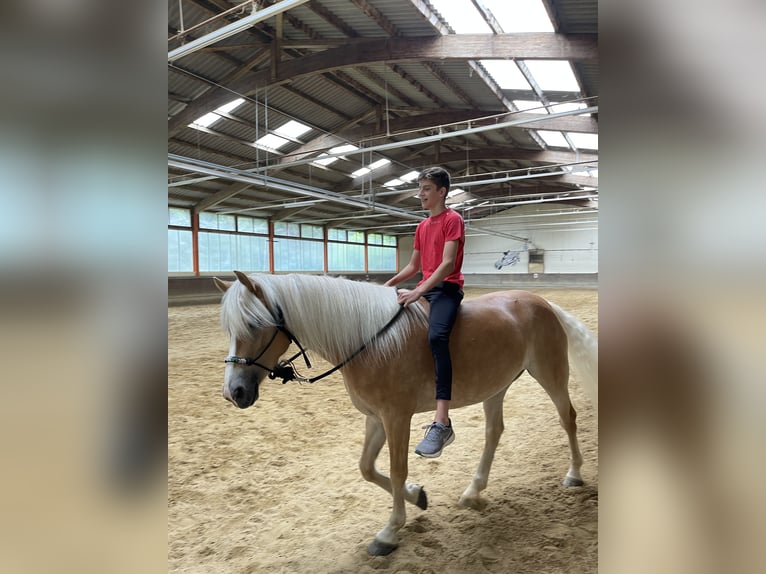 Haflinger Mare 7 years 14,2 hh Chestnut-Red in Höchst