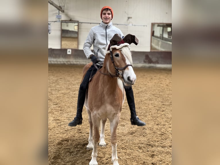 Haflinger Mare 7 years 14,2 hh Chestnut-Red in Höchst