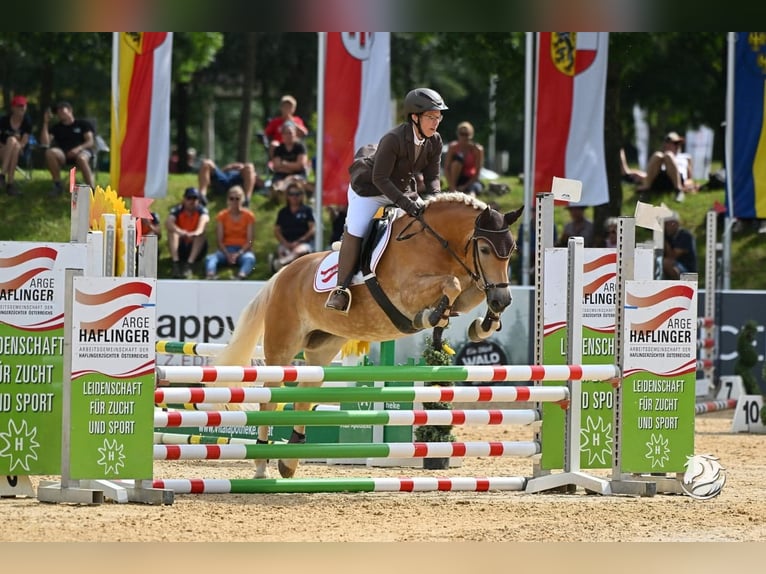 Haflinger Mare 7 years 14.2 hh Chestnut-Red in Aigen