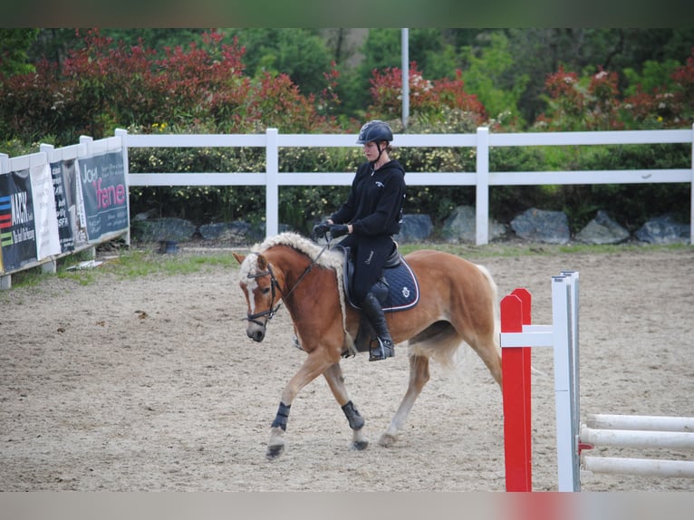 Haflinger Mare 7 years 14,2 hh Chestnut-Red in Altenmarkt im Pongau