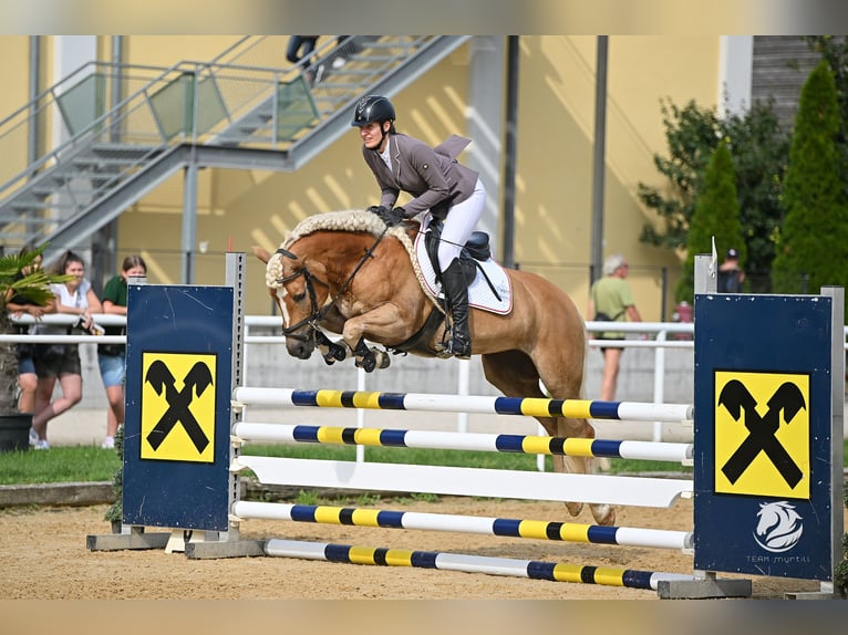 Haflinger Mare 7 years 14,2 hh Chestnut-Red in Altenmarkt im Pongau