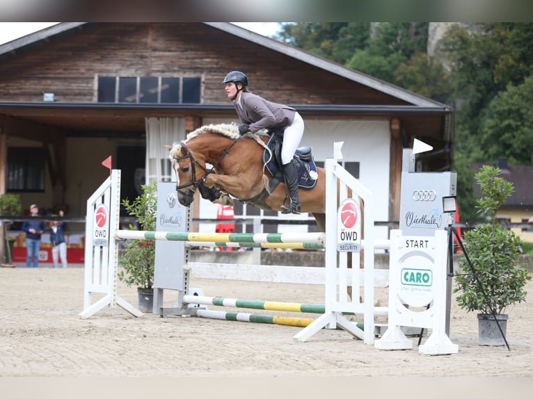 Haflinger Mare 7 years 14,2 hh Chestnut-Red in Altenmarkt im Pongau