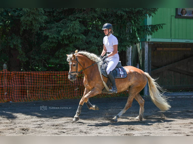 Haflinger Mare 7 years 14,2 hh Chestnut-Red in Altenmarkt im Pongau