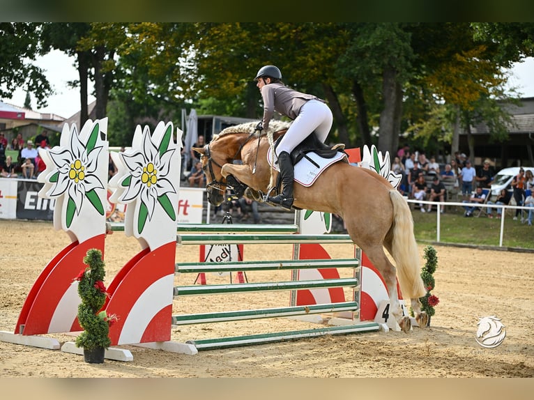 Haflinger Mare 7 years 14,2 hh Chestnut-Red in Altenmarkt im Pongau