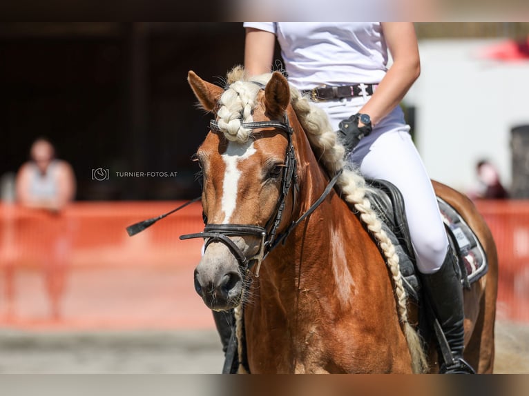 Haflinger Mare 7 years 14,2 hh Chestnut-Red in Altenmarkt im Pongau