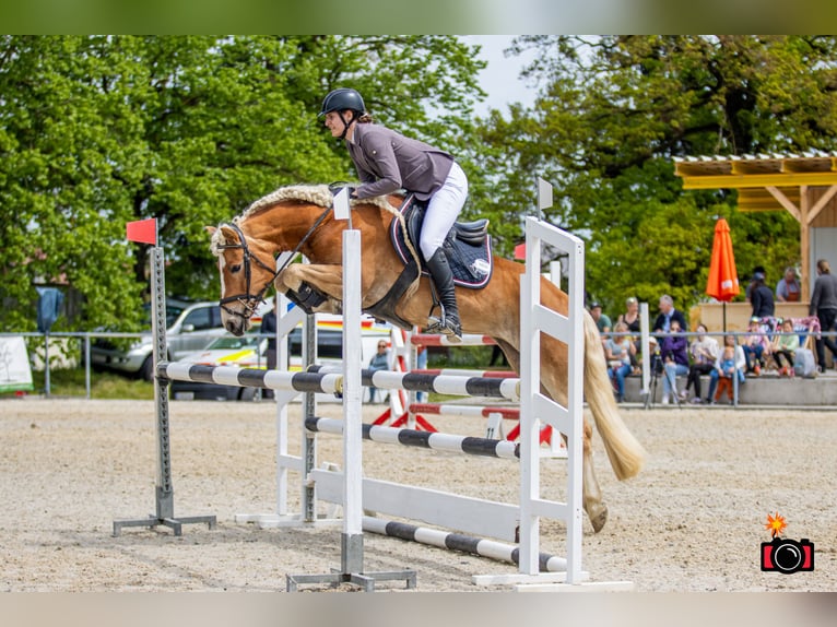 Haflinger Mare 7 years 14,2 hh Chestnut-Red in Altenmarkt im Pongau