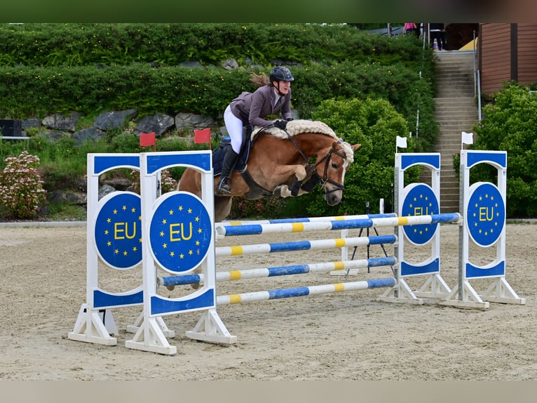 Haflinger Mare 7 years 14,2 hh Chestnut-Red in Altenmarkt im Pongau