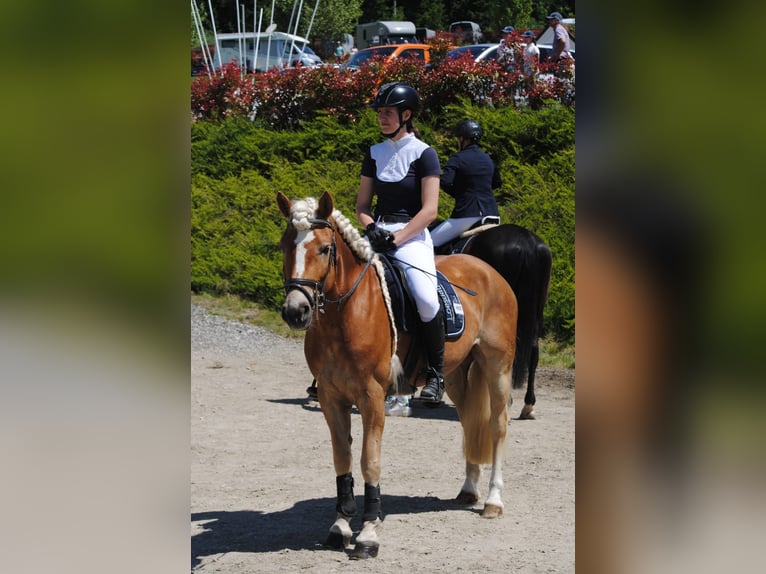 Haflinger Mare 7 years 14,2 hh Chestnut-Red in Altenmarkt im Pongau