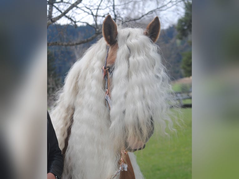 Haflinger Mare 7 years 14,2 hh Chestnut-Red in Altenmarkt im Pongau