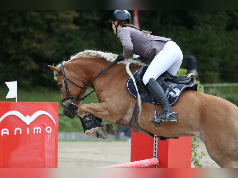 Haflinger Mare 7 years 14,2 hh Chestnut-Red in Altenmarkt im Pongau