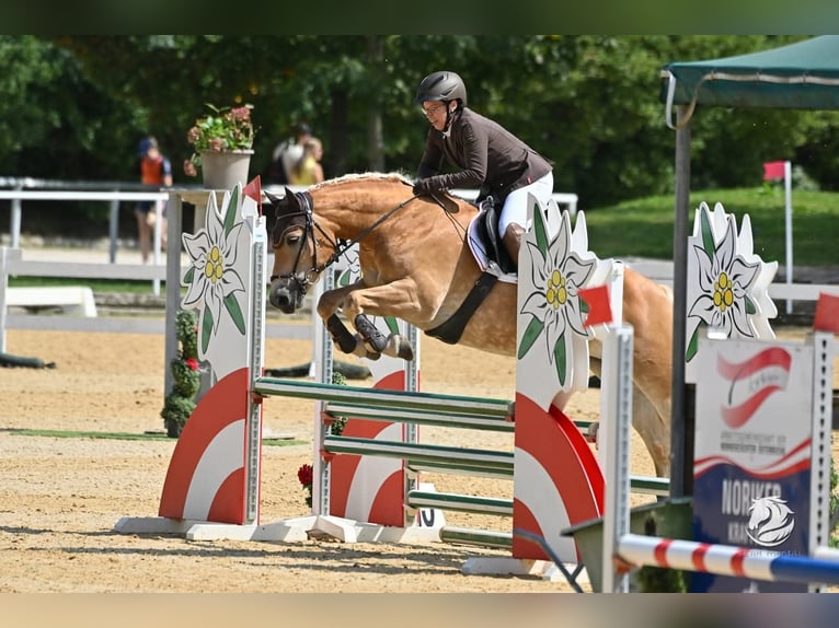 Haflinger Mare 7 years 14.2 hh Chestnut-Red in Aigen im Ennstal