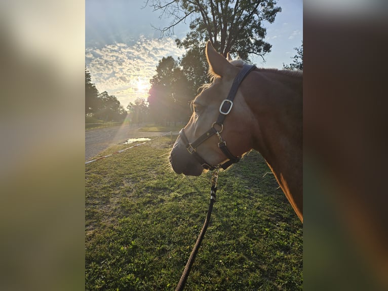 Haflinger Mare 7 years 14.2 hh Chestnut-Red in Aigen im Ennstal