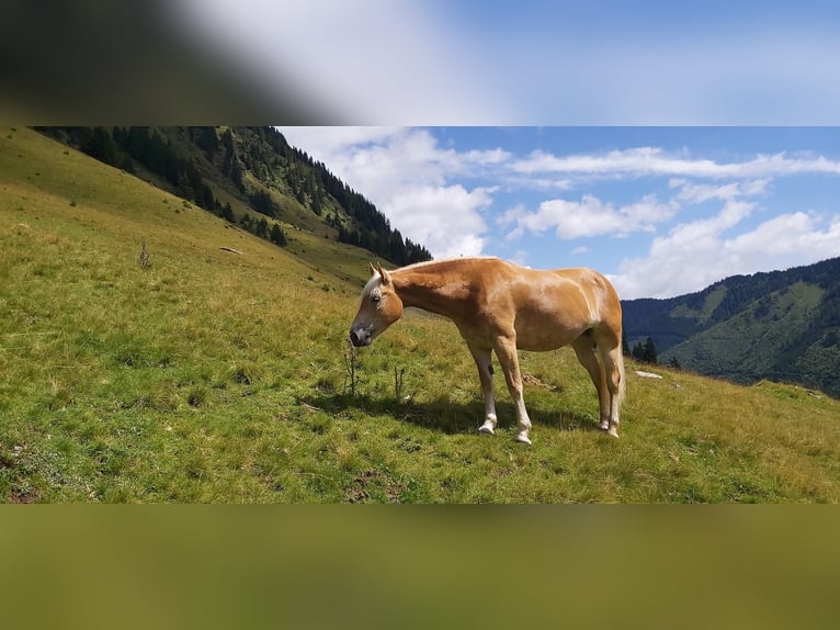 Haflinger Mare 7 years 14.2 hh Chestnut-Red in Aigen im Ennstal