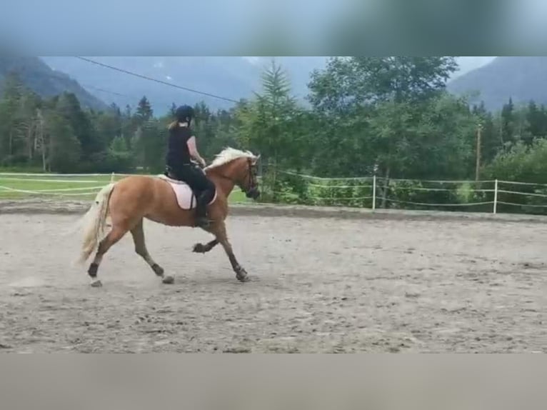Haflinger Mare 7 years 14,2 hh in Imst