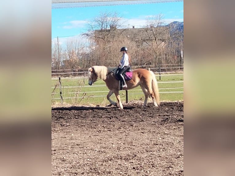 Haflinger Mare 7 years 14,3 hh Brown Falb mold in Feistritz an der Drau