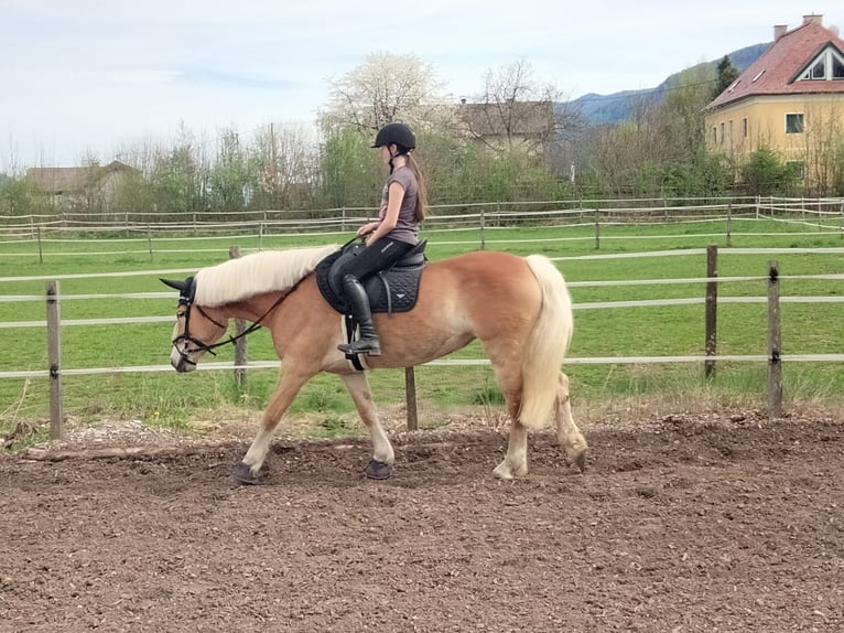 Haflinger Mare 7 years 14,3 hh Brown Falb mold in Feistritz an der Drau