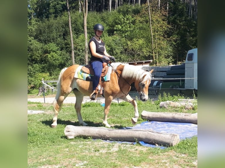 Haflinger Mare 7 years 14,3 hh Chestnut-Red in Bayerbach