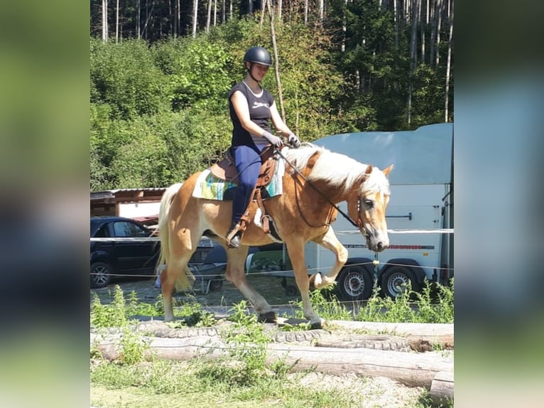 Haflinger Mare 7 years 14,3 hh Chestnut-Red in Bayerbach