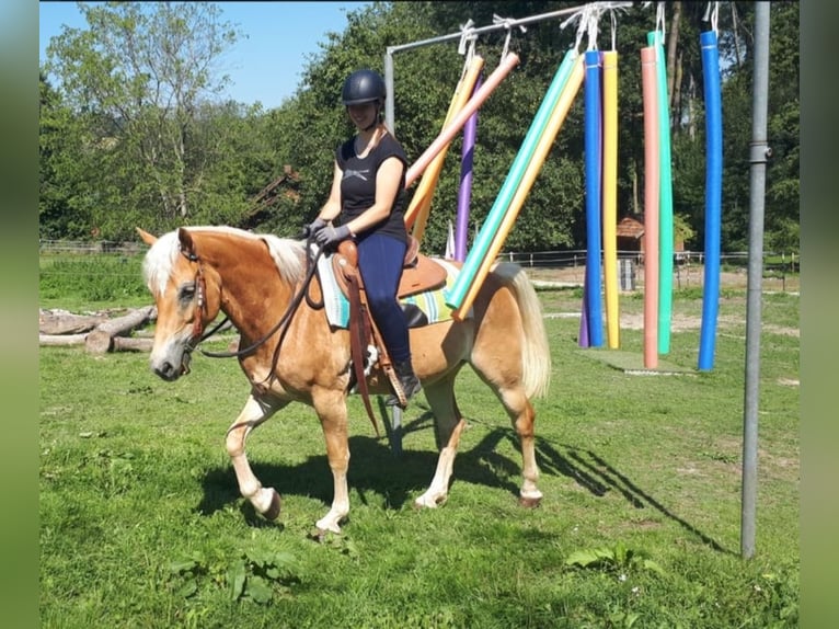 Haflinger Mare 7 years 14,3 hh Chestnut-Red in Bayerbach