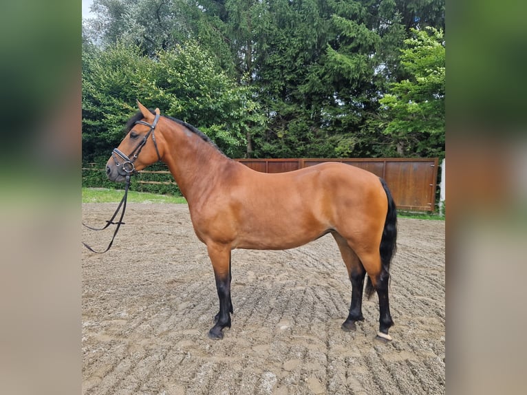 Haflinger Mix Mare 7 years 14,1 hh Brown in Gummern