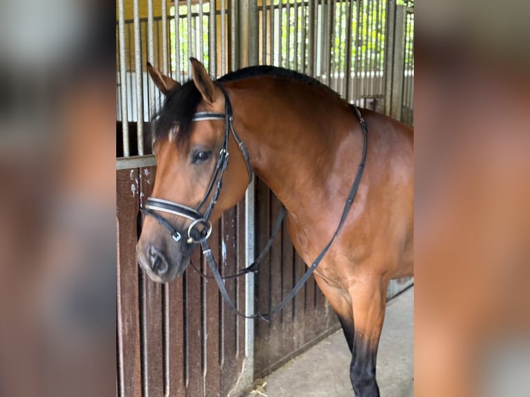 Haflinger Mix Mare 7 years 14,1 hh Brown in Gummern