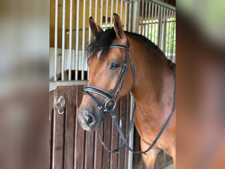 Haflinger Mix Mare 7 years 14,1 hh Brown in Gummern