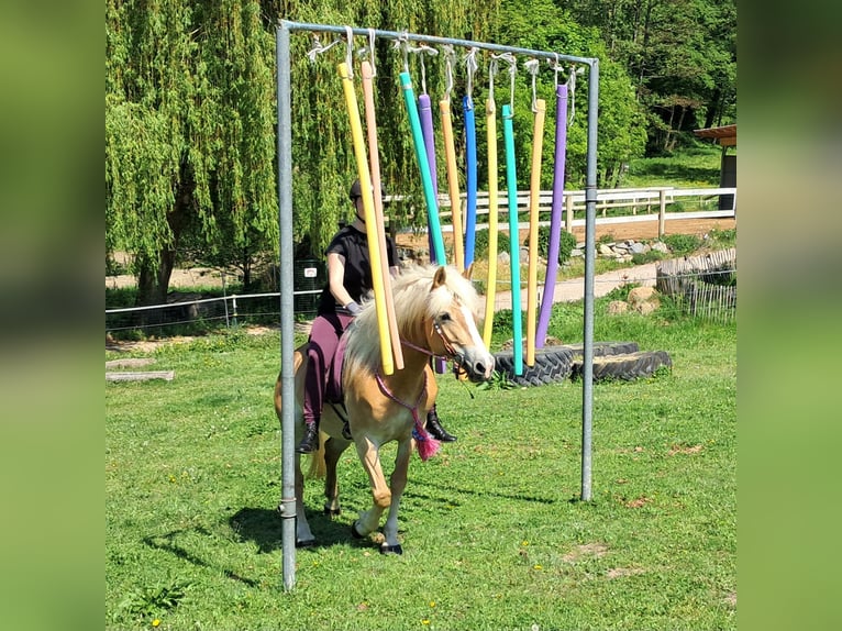 Haflinger Mare 7 years 14,1 hh Chestnut-Red in Bayerbach