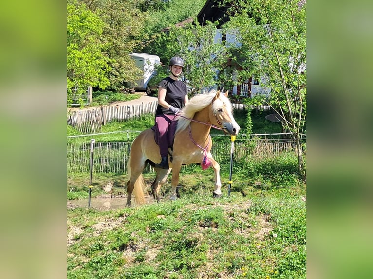 Haflinger Mare 7 years 14,1 hh Chestnut-Red in Bayerbach