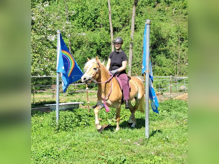 Haflinger Mare 7 years 14,1 hh Chestnut-Red in Bayerbach