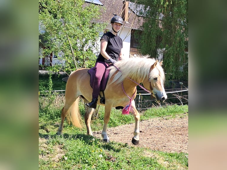 Haflinger Mare 7 years 14,1 hh Chestnut-Red in Bayerbach