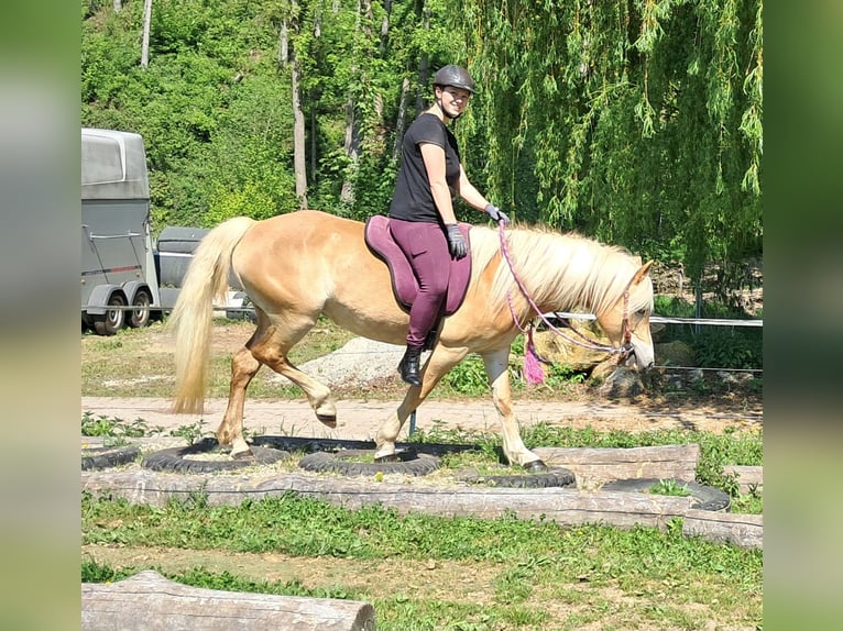 Haflinger Mare 7 years 14,1 hh Chestnut-Red in Bayerbach