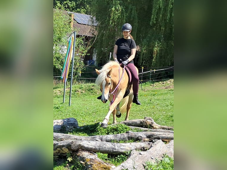 Haflinger Mare 7 years 14,1 hh Chestnut-Red in Bayerbach