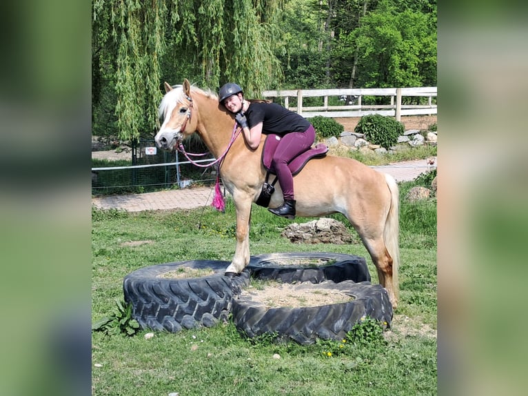 Haflinger Mare 7 years 14,1 hh Chestnut-Red in Bayerbach