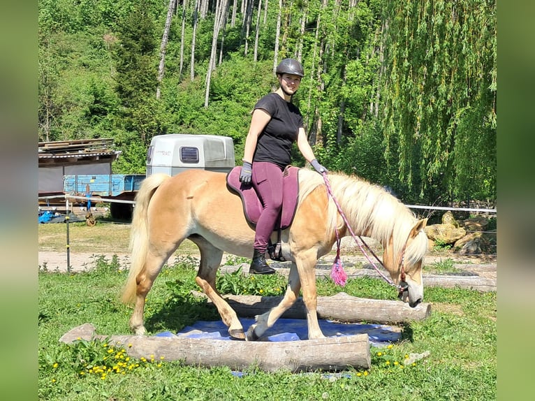 Haflinger Mare 7 years 14,1 hh Chestnut-Red in Bayerbach