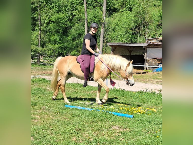 Haflinger Mare 7 years 14,1 hh Chestnut-Red in Bayerbach