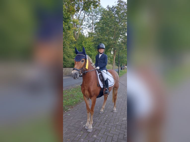 Haflinger Mix Mare 7 years 14,1 hh in Eiterfeld