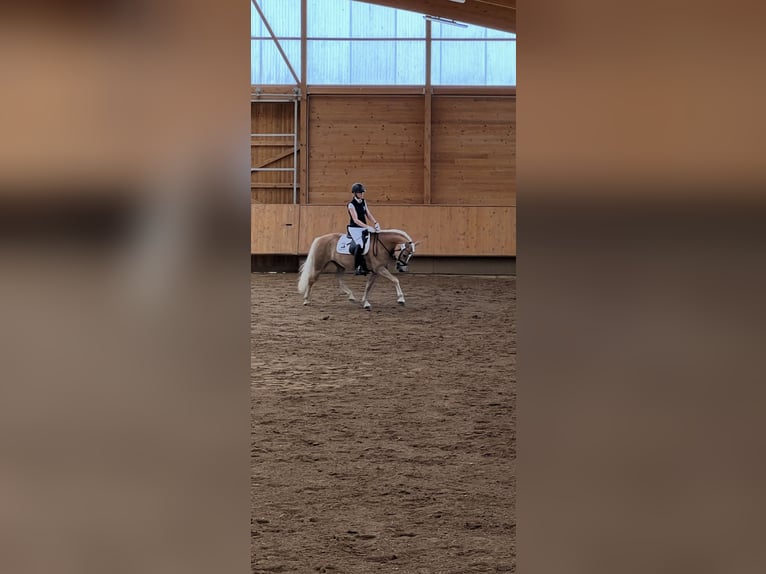 Haflinger Mare 7 years 14,2 hh Brown-Light in LaberweintingLaberweinting