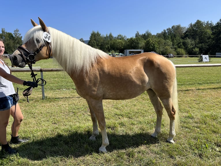 Haflinger Mare 7 years 14,2 hh Brown-Light in LaberweintingLaberweinting