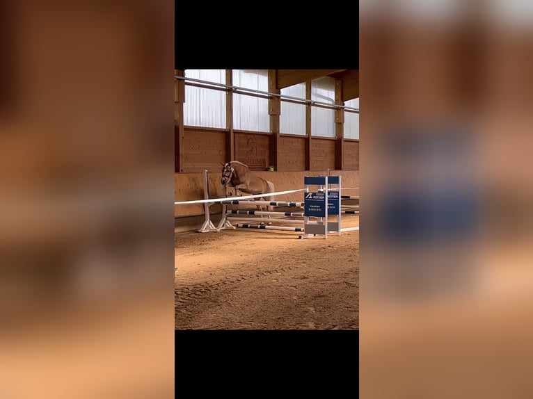 Haflinger Mare 7 years 14,2 hh Brown-Light in LaberweintingLaberweinting