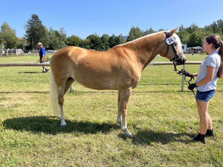 Haflinger Mare 7 years 14,2 hh Brown-Light in LaberweintingLaberweinting