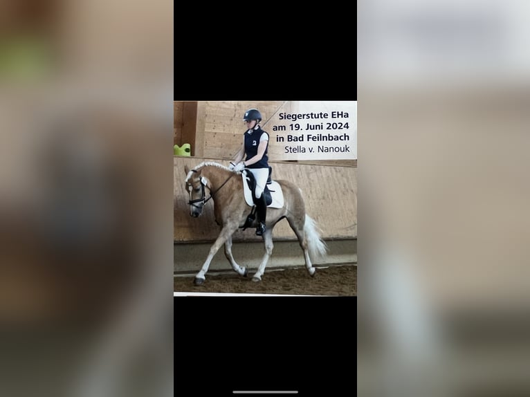 Haflinger Mare 7 years 14,2 hh Brown-Light in LaberweintingLaberweinting