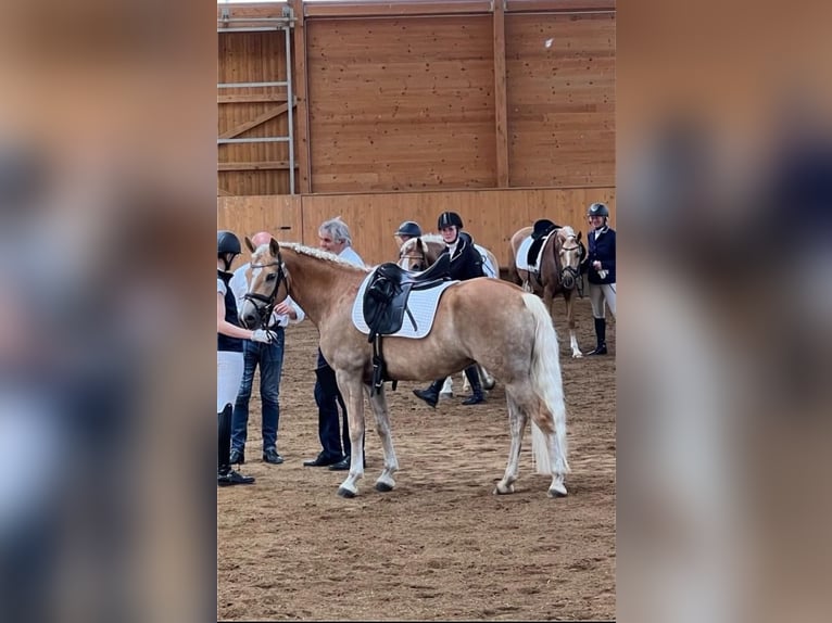 Haflinger Mare 7 years 14,2 hh Brown-Light in LaberweintingLaberweinting