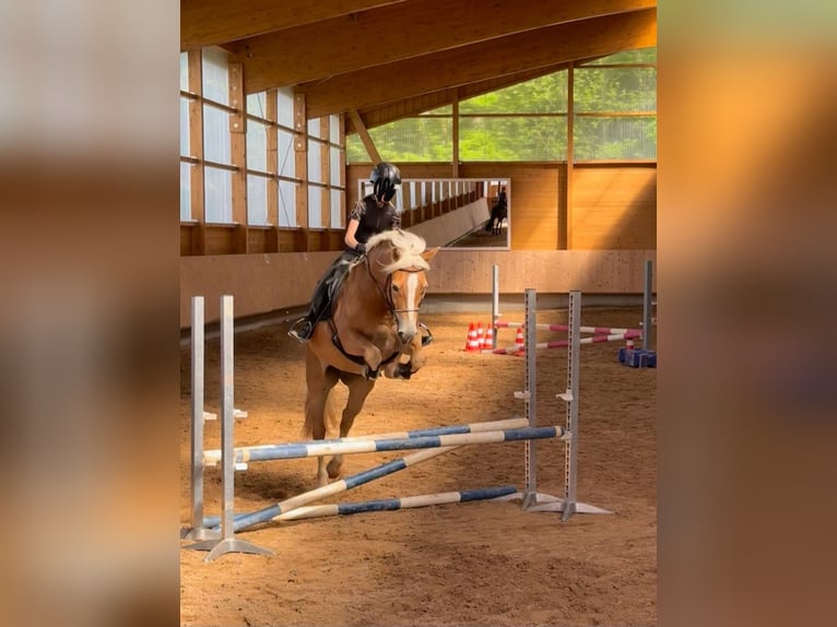 Haflinger Mix Mare 7 years 14,2 hh Chestnut-Red in Rott am Inn