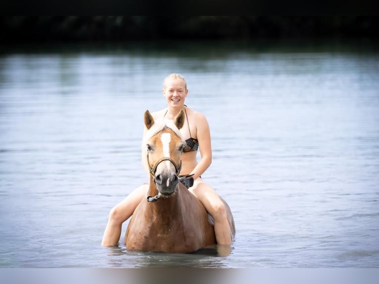 Haflinger Mix Mare 7 years 14,2 hh Chestnut-Red in Rott am Inn